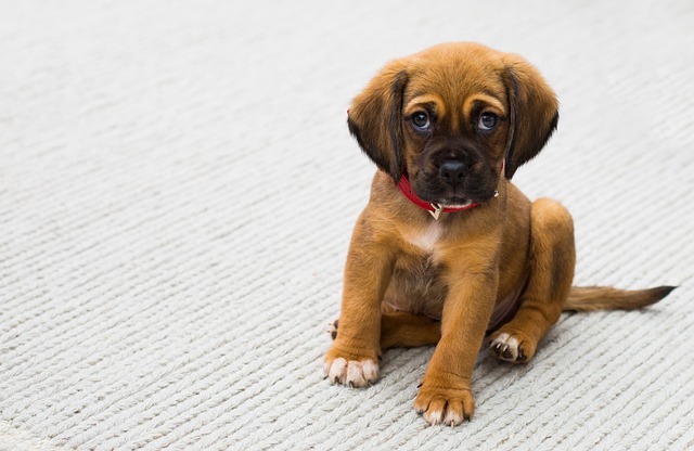 Síndrome del cachorro azul Síndrome del cachorro azul